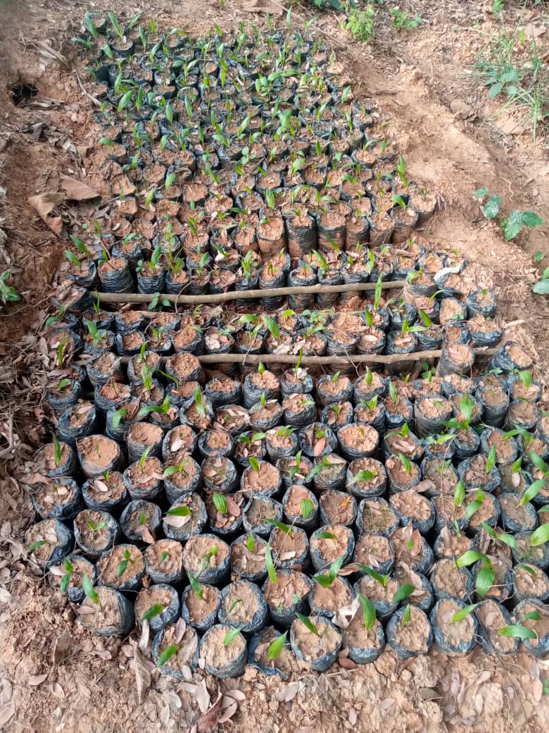 Mise en place de pépinière de palmiers à huile