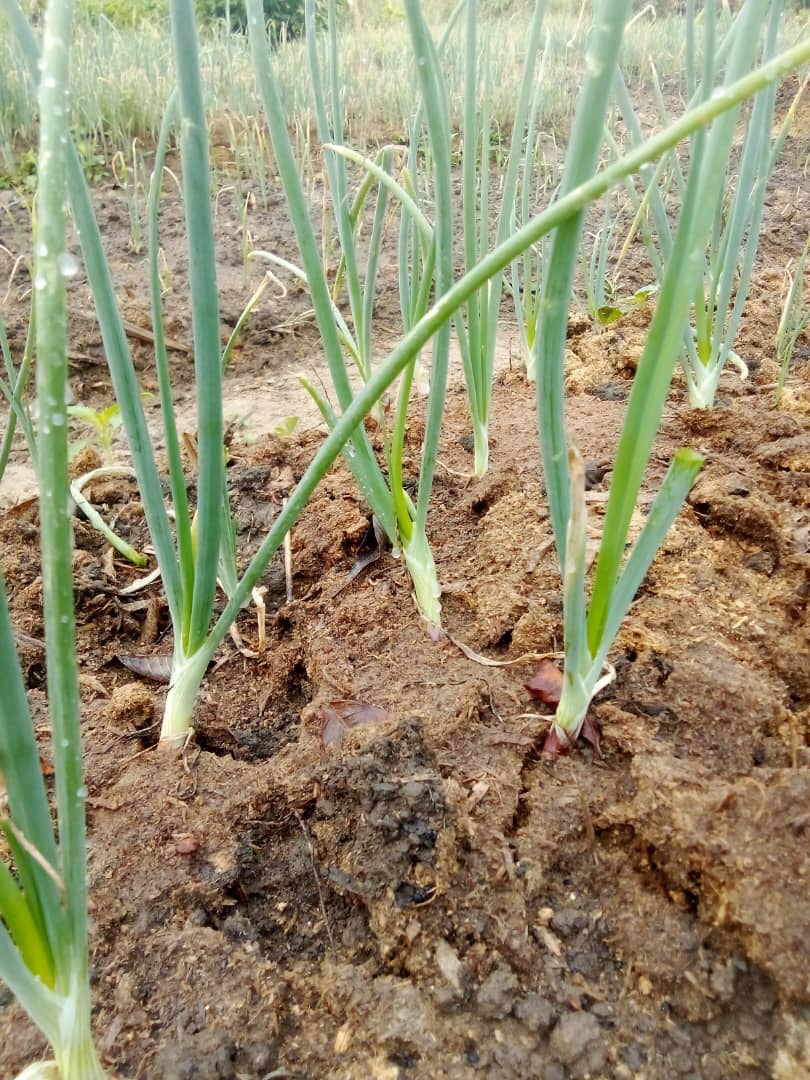 Mise en place de parcelle  d'oignons